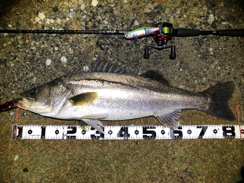 シーバスの釣果