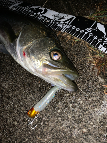 シーバスの釣果