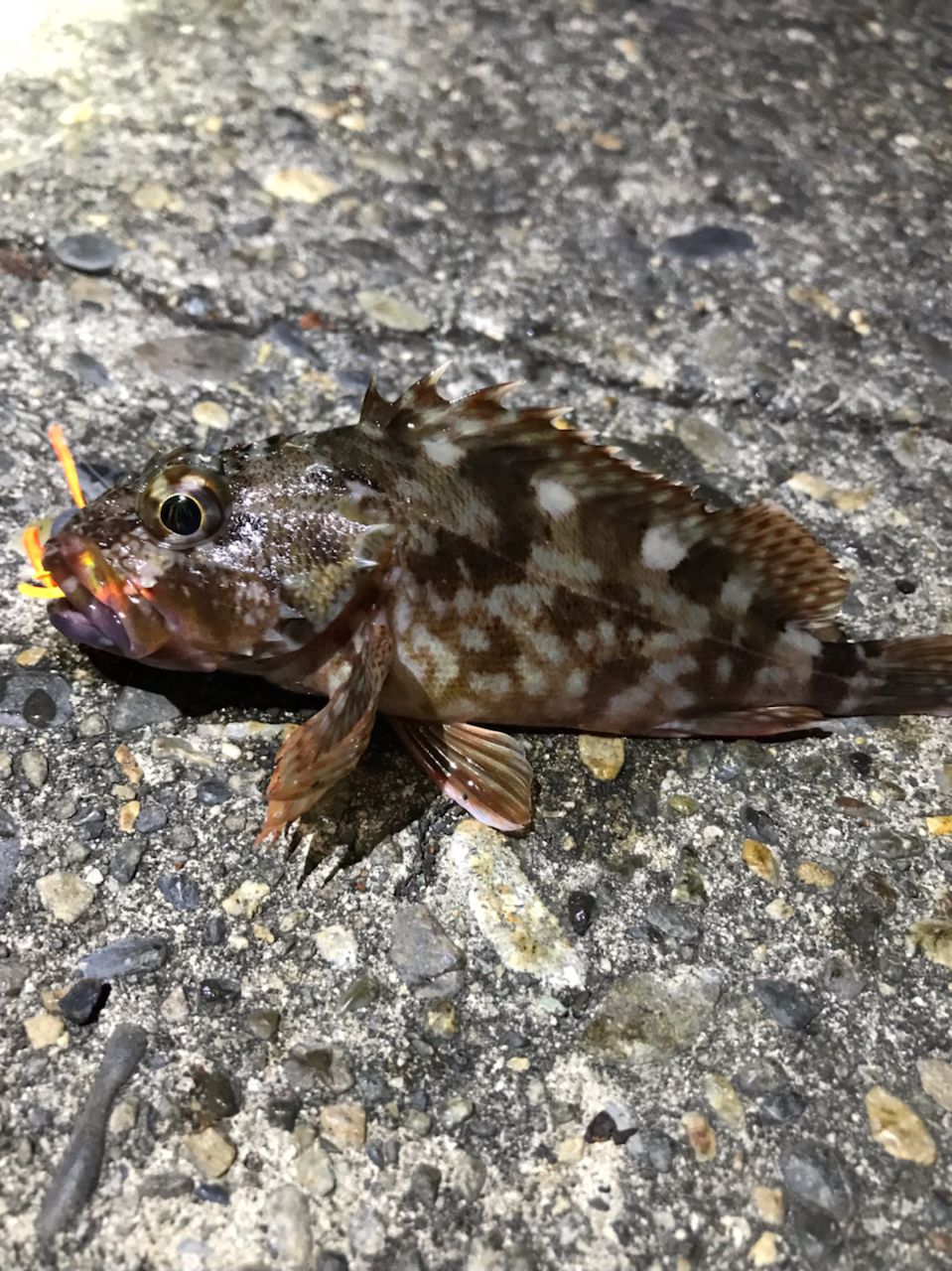 カサゴ