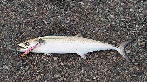 サゴシの釣果