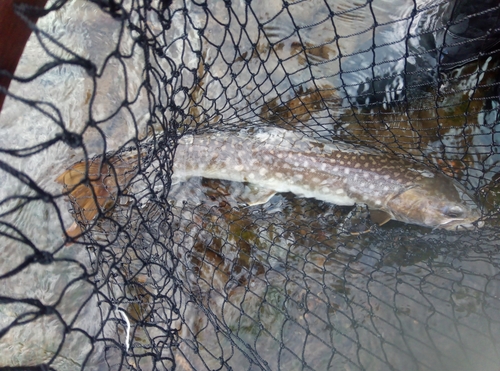 アメマスの釣果