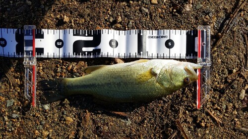 ブラックバスの釣果