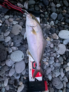 ショゴの釣果