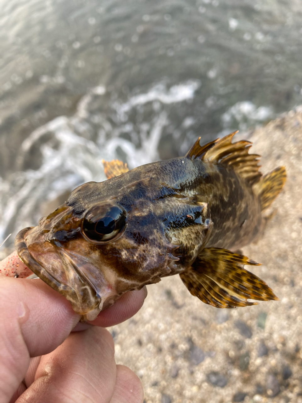 タケノコメバル