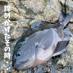 グレの釣果