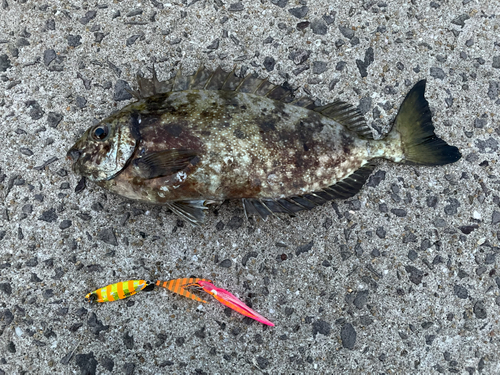 アイゴの釣果