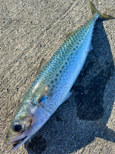 ゴマサバの釣果