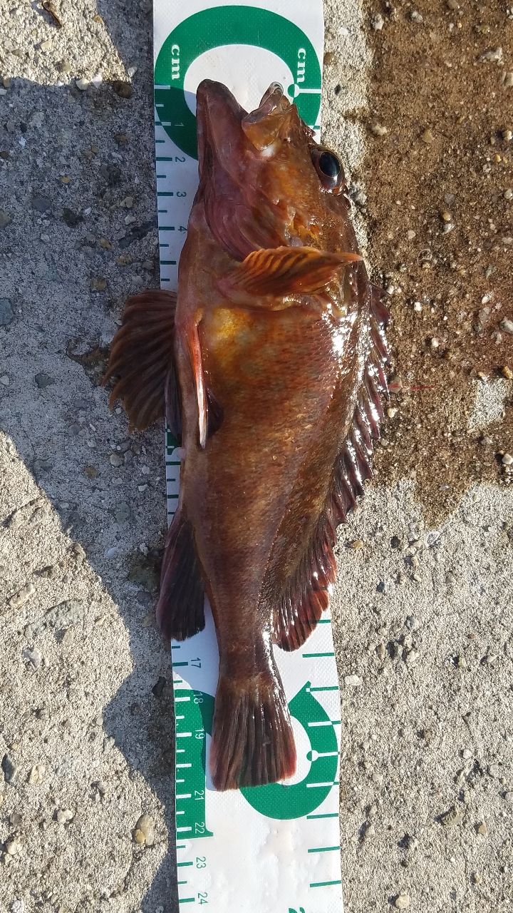 ガシラ