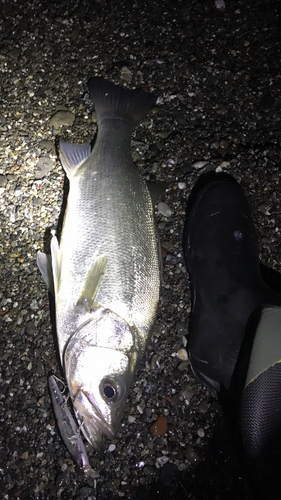 フッコ（ヒラスズキ）の釣果