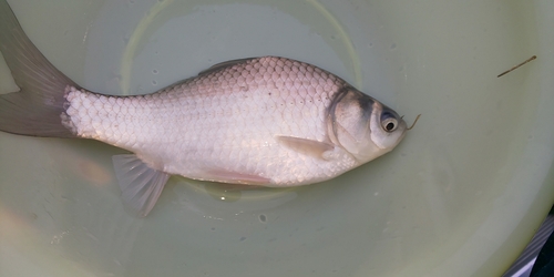 ヘラブナの釣果