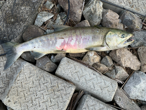 シロザケの釣果