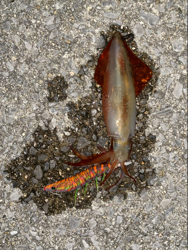 スルメイカの釣果