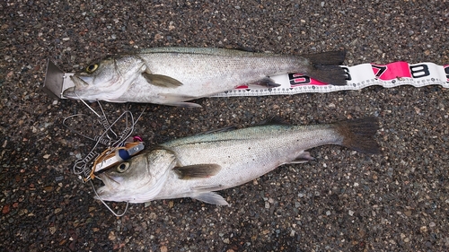 シーバスの釣果