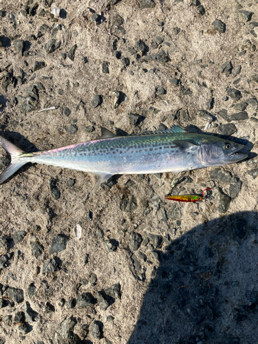 サゴシの釣果