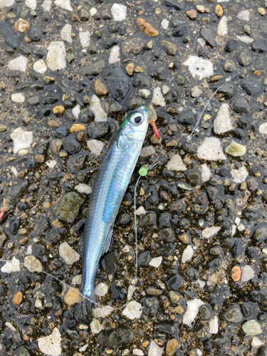 トウゴロウイワシの釣果