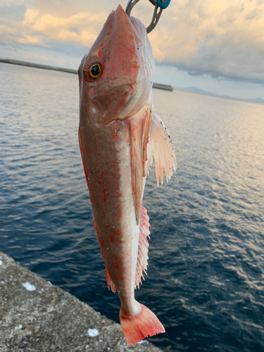 ホウボウの釣果