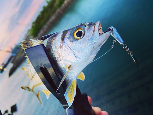 コトヒキの釣果