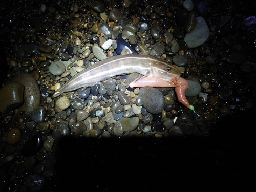 ゴンズイの釣果