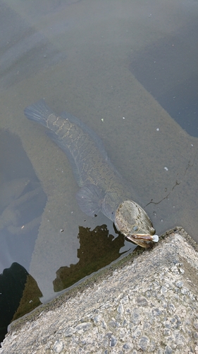 ライギョの釣果