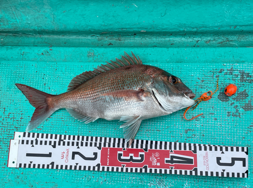 マダイの釣果