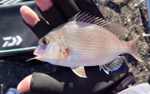 チャリコの釣果