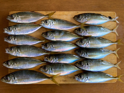 アジの釣果