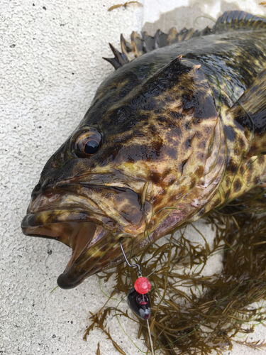 ベッコウゾイの釣果