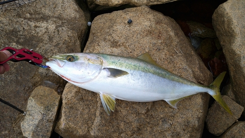 メジロの釣果