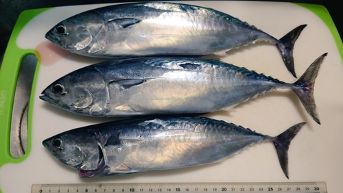 ヒラソウダの釣果