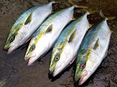 イナダの釣果