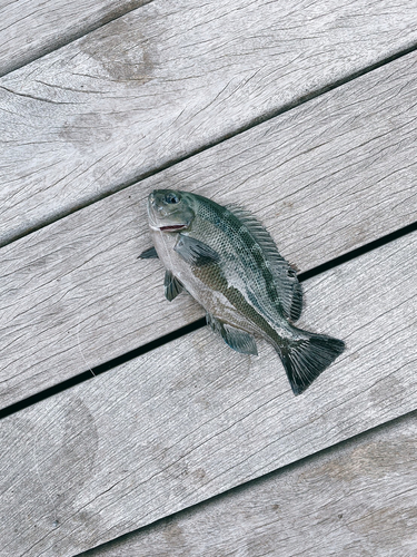 メジナの釣果