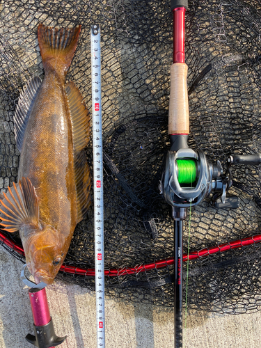 アイナメの釣果