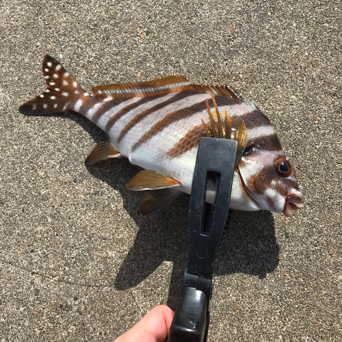 タカノハダイの釣果