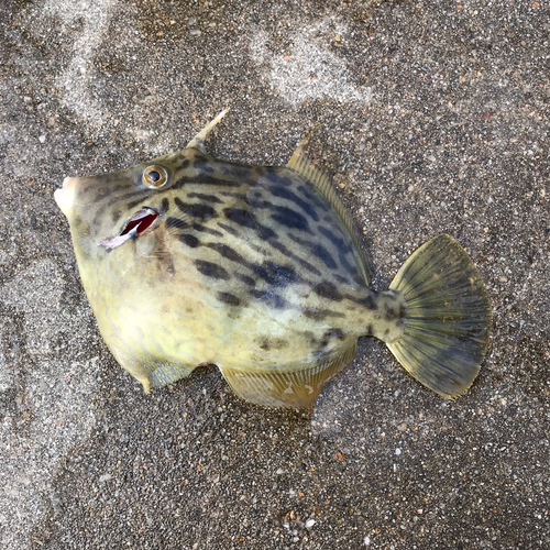 カワハギの釣果