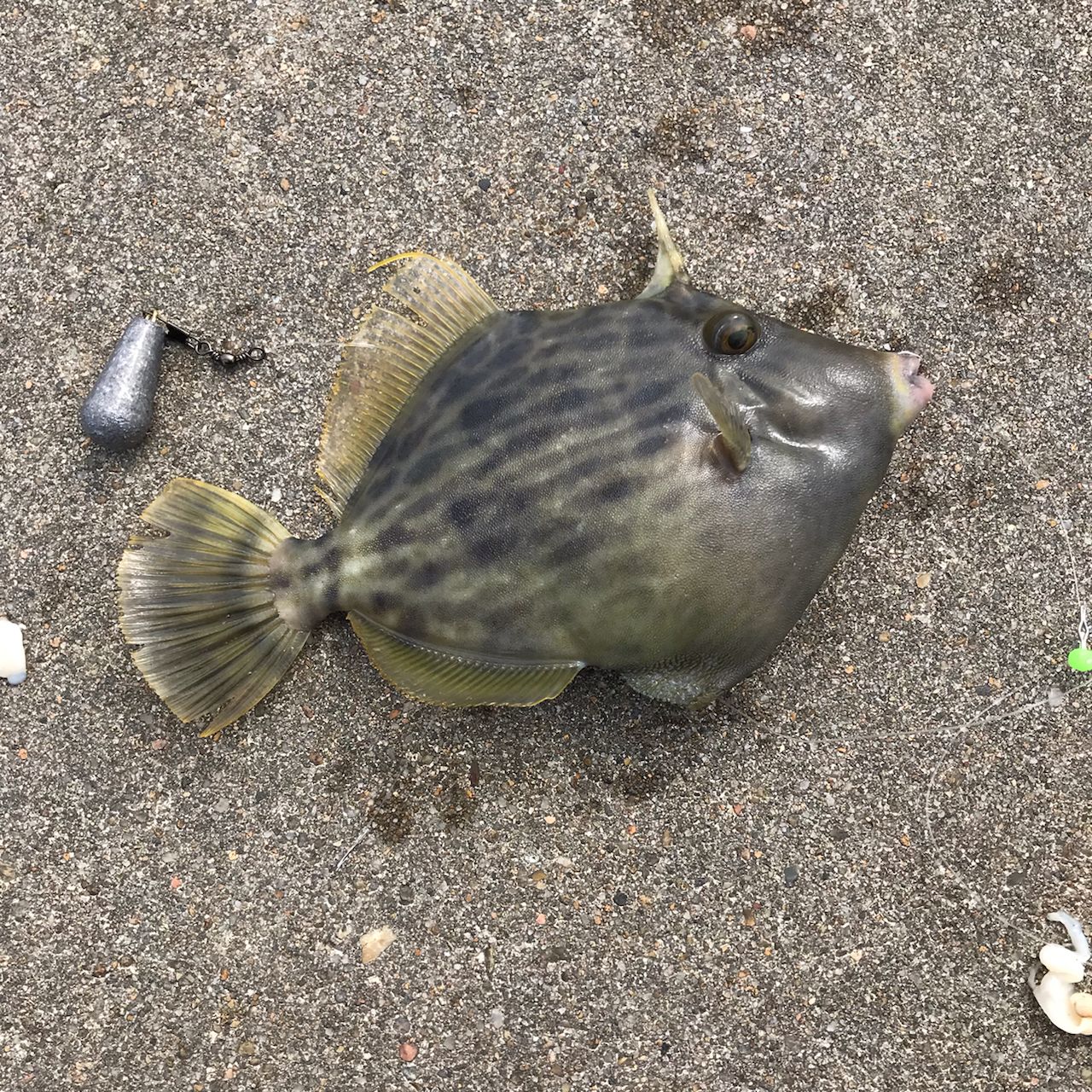 カワハギ