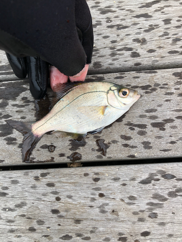 ウミタナゴの釣果