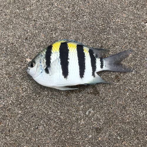 オヤビッチャの釣果