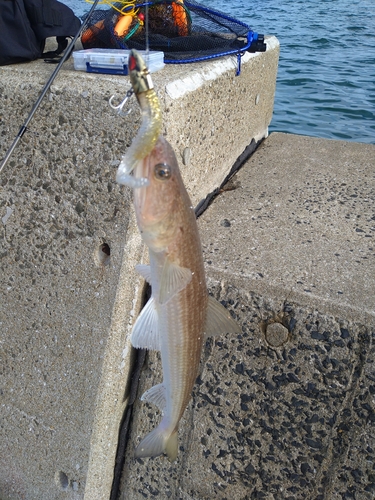 エソの釣果