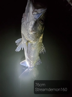 シーバスの釣果