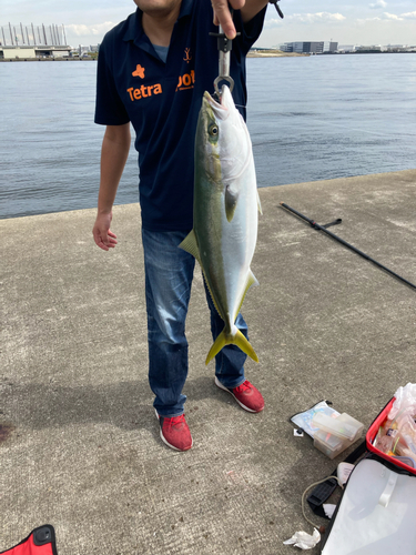 メジロの釣果