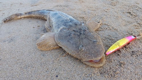 マゴチの釣果