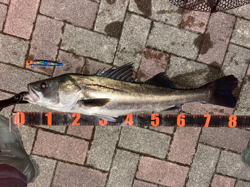 シーバスの釣果