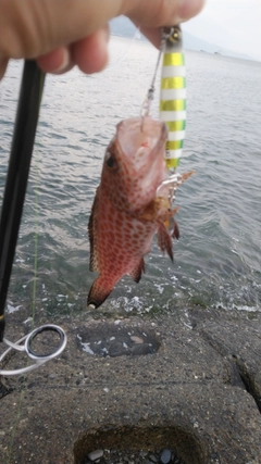 オオモンハタの釣果