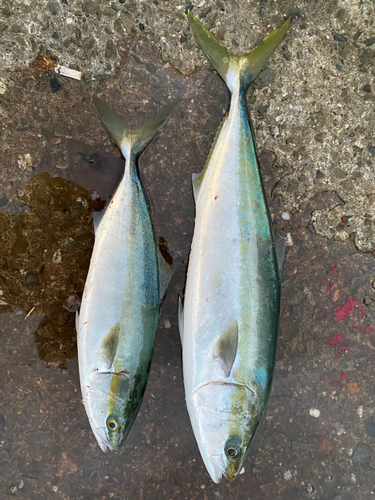 ハマチの釣果