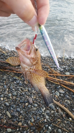 オオモンハタの釣果