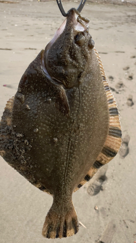 ヌマガレイの釣果