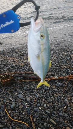 ワカシの釣果