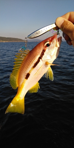 ヨコスジフエダイの釣果