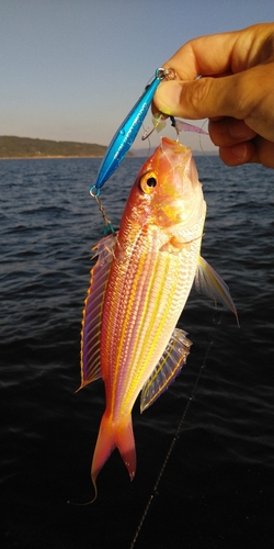 イトヨリダイの釣果