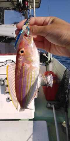 イトヨリダイの釣果